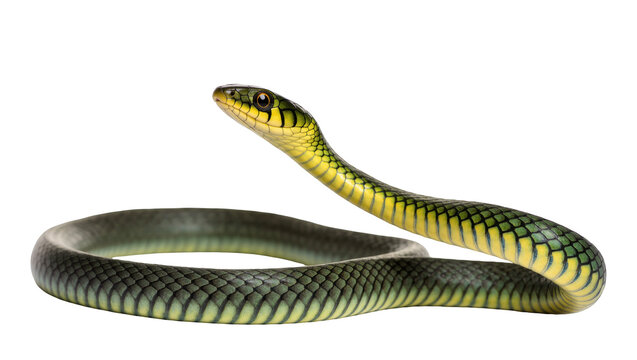 Vibrant green and yellow snake with scales visible, gracefully coiled and looking left