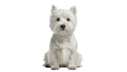 Cute fluffy white West Highland White Terrier dog sitting patiently and looking directly ahead © Federica
