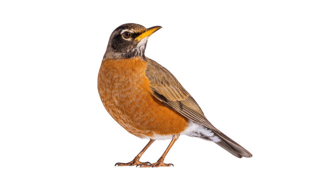 Vibrant American Robin songbird standing in side profile, looking alert and curious, studio shot