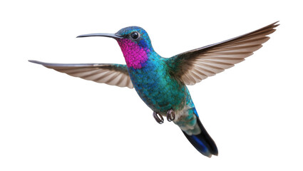 Obraz premium Vibrant iridescent hummingbird in graceful flight, showcasing its beautiful colorful feathers
