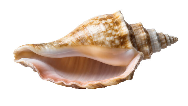 Beautiful natural conch shell with intricate patterns and smooth pink interior on display