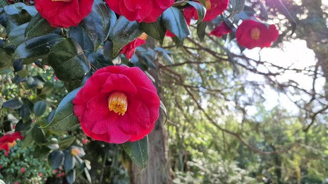 Close-up of bright red Camellia flowers on branches dancing in the wind, copy space with background flowers, 4K 60 fps