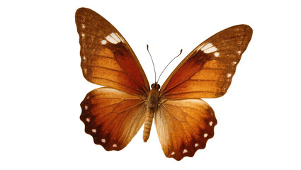 Stunning brown butterfly with prominent white wing spots, natural specimen, detailed studio shot. © Ryan