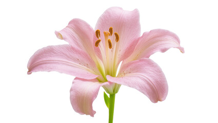 Pink lily flower in full bloom, elegant and beautiful, a symbol of purity and grace © Federica