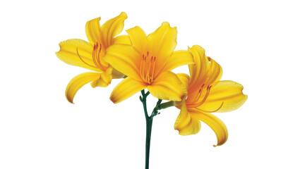 Vibrant yellow lilies bouquet with delicate petals and prominent stamens in a graceful arrangement © Federica