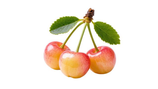 Delicious fresh ripe Rainier cherries with green leaves on a stem, natural healthy food