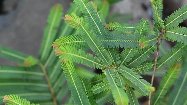 Fresh green Amla (Indian gooseberry) leaves, scientifically known as Phyllanthus emblica. Herbal medicinal plant leaf widely used in Ayurveda, natural remedies, and traditional medicine.