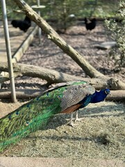 Obraz premium Peacock in the park on a sunny day