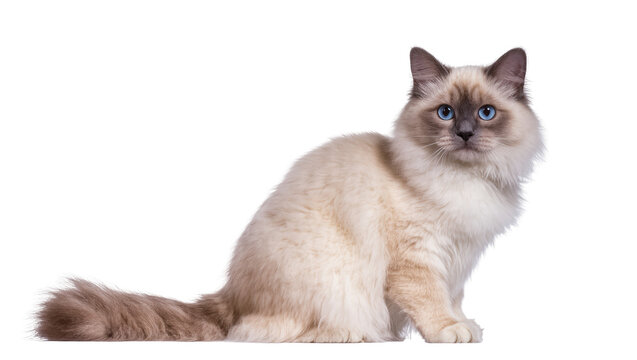 A beautiful fluffy Birman cat with stunning blue eyes sitting gracefully, looking at camera.