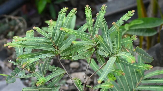 Fresh green Amla (Indian gooseberry) leaves, scientifically known as Phyllanthus emblica. Herbal medicinal plant leaf widely used in Ayurveda, natural remedies, and traditional medicine.