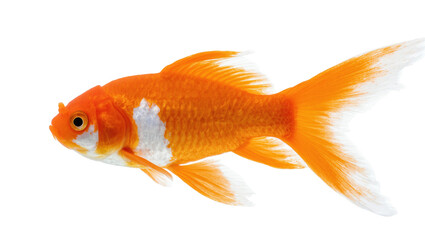 Fototapeta premium Vibrant orange fantail goldfish with elegant white markings and flowing fins in motion