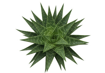 Fototapeta premium Aloe plant with sharp green leaves and white spots on isolated transparent background for decoration and design