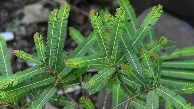 Fresh green Amla (Indian gooseberry) leaves, scientifically known as Phyllanthus emblica. Herbal medicinal plant leaf widely used in Ayurveda, natural remedies, and traditional medicine.