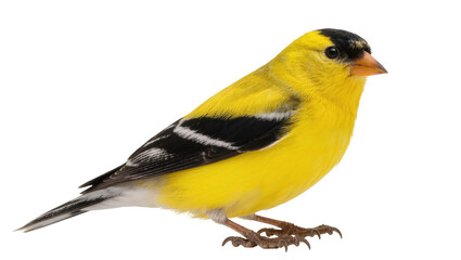 Vibrant American Goldfinch standing, profile shot of a beautiful yellow songbird with black cap © Sindre