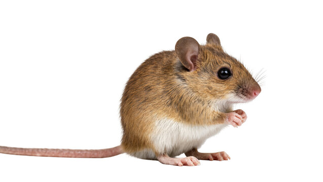 Adorable little brown house mouse standing on hind legs with paws raised looking right