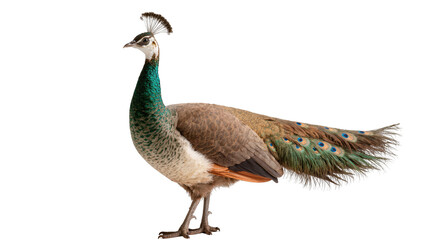 Fototapeta premium Elegant peahen, a beautiful female peafowl with distinctive crest and colorful plumage
