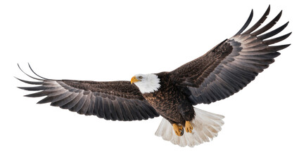 Fototapeta premium Powerful American bald eagle soaring with wings spread, a symbol of freedom and strength.