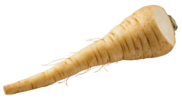 Single fresh raw parsnip root vegetable, perfect for healthy cooking and culinary uses