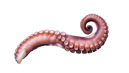 Freshly prepared octopus tentacle, perfectly cooked, gourmet seafood appetizer © Stefan