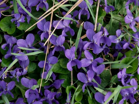 A lush carpet of purple Sweet Violet (Viola odorata) flowers