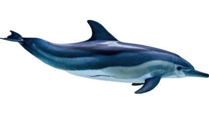 Fototapeta premium Graceful common dolphin swimming and gliding underwater with elegant streamlined body