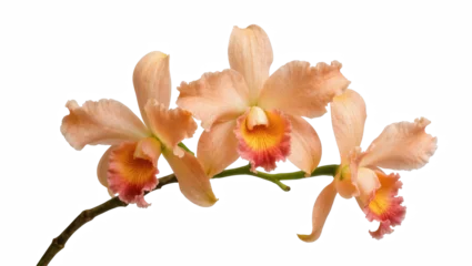 Fotobehang Orchidee Elegant branch of beautiful peach and orange Cattleya orchids with vibrant centers  © Sindre