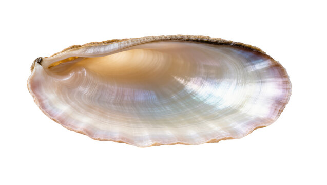 Detailed view of lustrous nacre in an opened marine bivalve shell, showing natural beauty