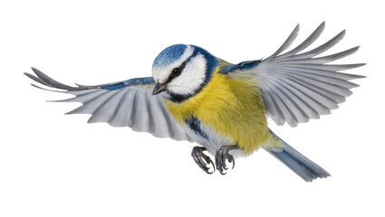 Dynamic Blue Tit in graceful flight, wings extended, vibrant blue and yellow feathers © Sindre