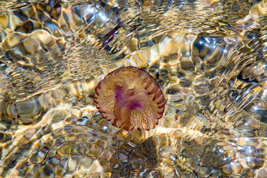 Jellyfish swims in shallow water over rocks, creating ripples and reflections, marine life concept. Corse du Sud, Corsica, France.