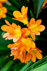 Fototapeta premium Clivia Gardena with beautiful yellow flowers. Flora, botany, floristry, agriculture.