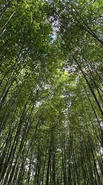 Low angle view of giant green bamboo swaying gracefully in the wind with sunlight through the leaves,  tranquil natural canopy, relaxing tropical forest scene 4k 60 fps  