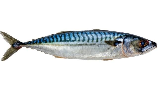 Delicious fresh Atlantic Mackerel fish with vibrant blue stripes, side view, healthy seafood