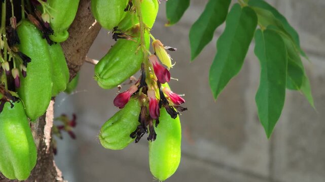 Averrhoa bilimbi