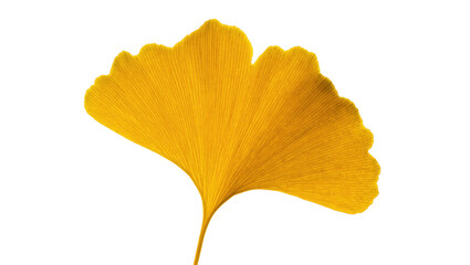 Naklejka premium Beautiful golden yellow ginkgo biloba leaf showcasing autumn colors and intricate veins