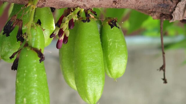 Averrhoa bilimbi