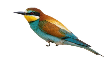 Obraz premium Colorful European bee-eater bird with vibrant plumage on a clean studio shot