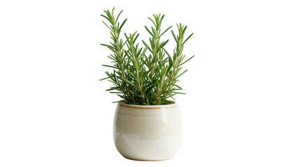 Fragrant fresh rosemary plant in a stylish ceramic pot, ideal for cooking and home decor © Natasha