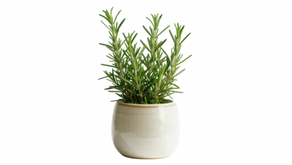 Fragrant fresh rosemary plant in a stylish ceramic pot, ideal for cooking and home decor © Natasha