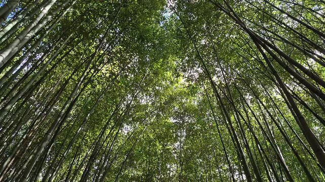 Giant bamboo grove dancing in the wind with sunlight through the leaves,  tranquil tropical canopy, relaxing tropical forest scene 4k 60 fps  