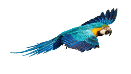 Fototapeta premium Dynamic blue and yellow macaw parrot in active flight with vibrant plumage and spread wings