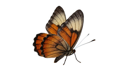 Beautiful vibrant orange and black butterfly with open wings flying, elegant insect wildlife © Ryan