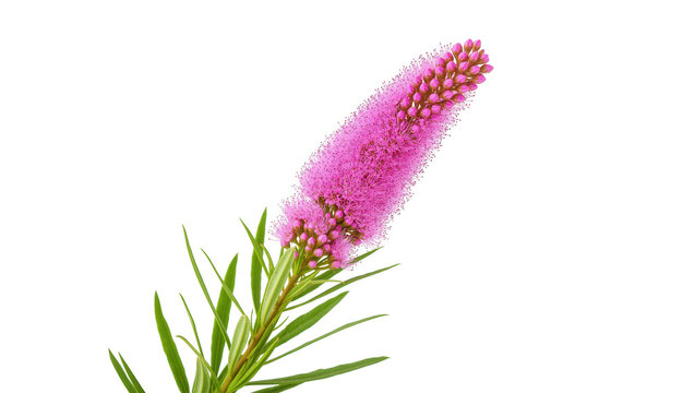 Striking vibrant pink bottlebrush flower spike with fresh green leaves, a beautiful bloom