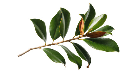 Vibrant green magnolia leaves with reddish new growth on a graceful natural branch © Sindre