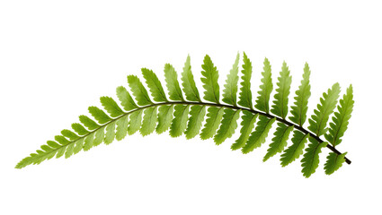 Beautiful single green fern frond, a fresh natural botanical element for designs © Ryan