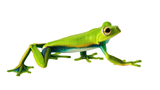 Vibrant green tropical tree frog with distinctive blue and yellow stripes, ready to jump