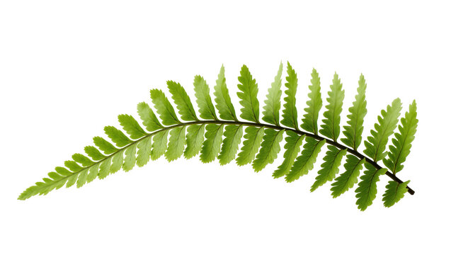 Beautiful single green fern frond, a fresh natural botanical element for designs