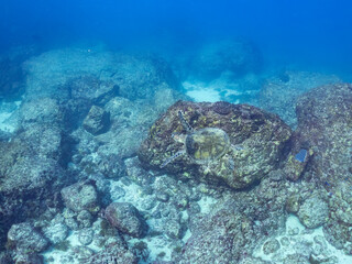 Fototapeta premium アオウミガメ, ウミガメ科, 英名学名：Green Turtle, Green Sea Turtle, Chelonia mydas, 東京都伊豆諸島式根島-2025 式根島は東京都心から南へ160km。 外周12kmの小さな有人島。 温かい黒潮が当たり水温と水質が高い。 また、リアス式の入り組んだ入り江が多く、海水浴や釣りが盛ん。 温泉島としても有名。海際に多くの無料露天風呂がある。 