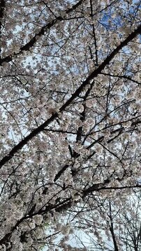 Blooming white cherry blossom branches in the wind, backlit by the sun, Sakura tree, 4K 60 fps