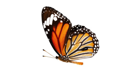 Stunning vibrant orange and black butterfly with intricate wing patterns in motion © Ryan