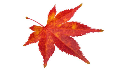 Vibrant red and orange Japanese maple leaf showing beautiful autumn color on a clean canvas